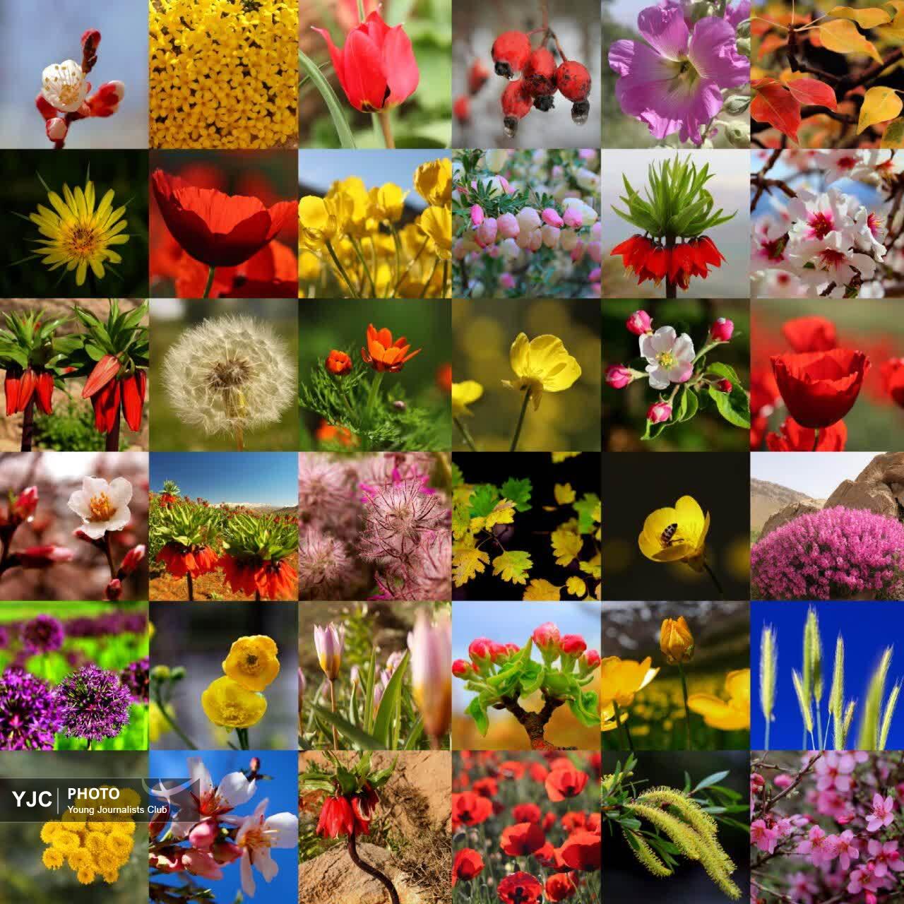 گل‌های رنگارنگ طبیعت چهارمحال و بختیاری
