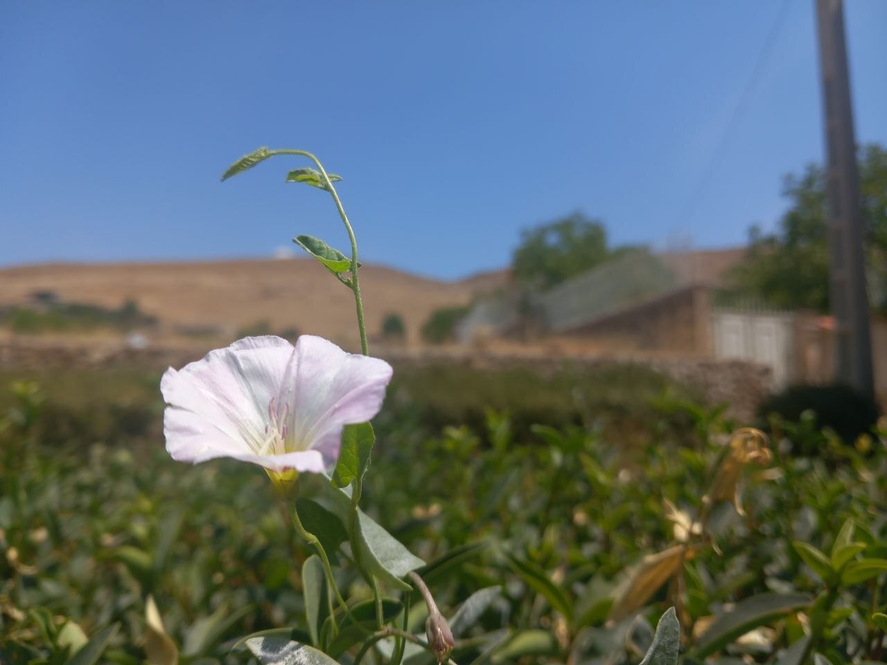 رویش پیچک صحرایی در دشتهای لارستان