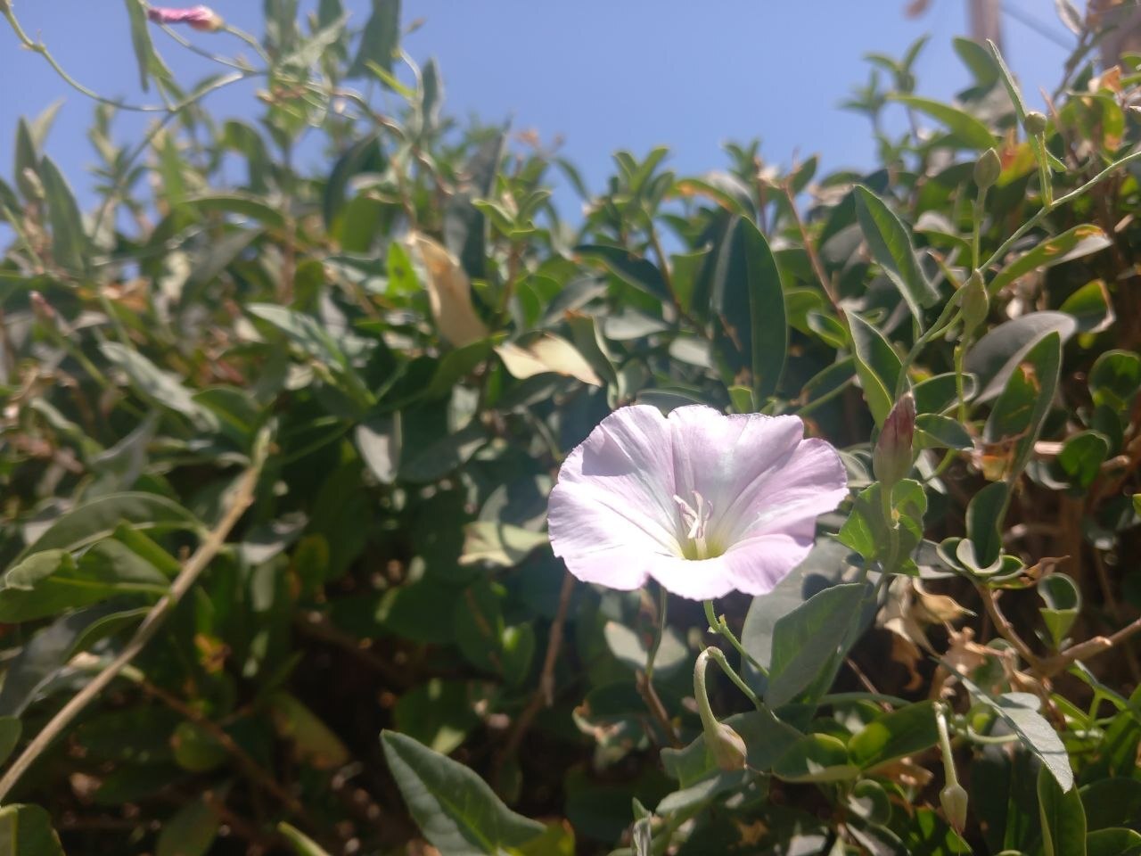 گلهای پیچک صحرایی در طبیعت لارستان