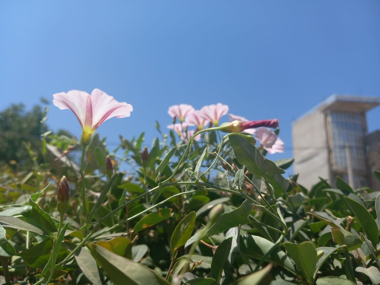 پیچک صحرایی در دشتهای شهرستان لارستان فارس