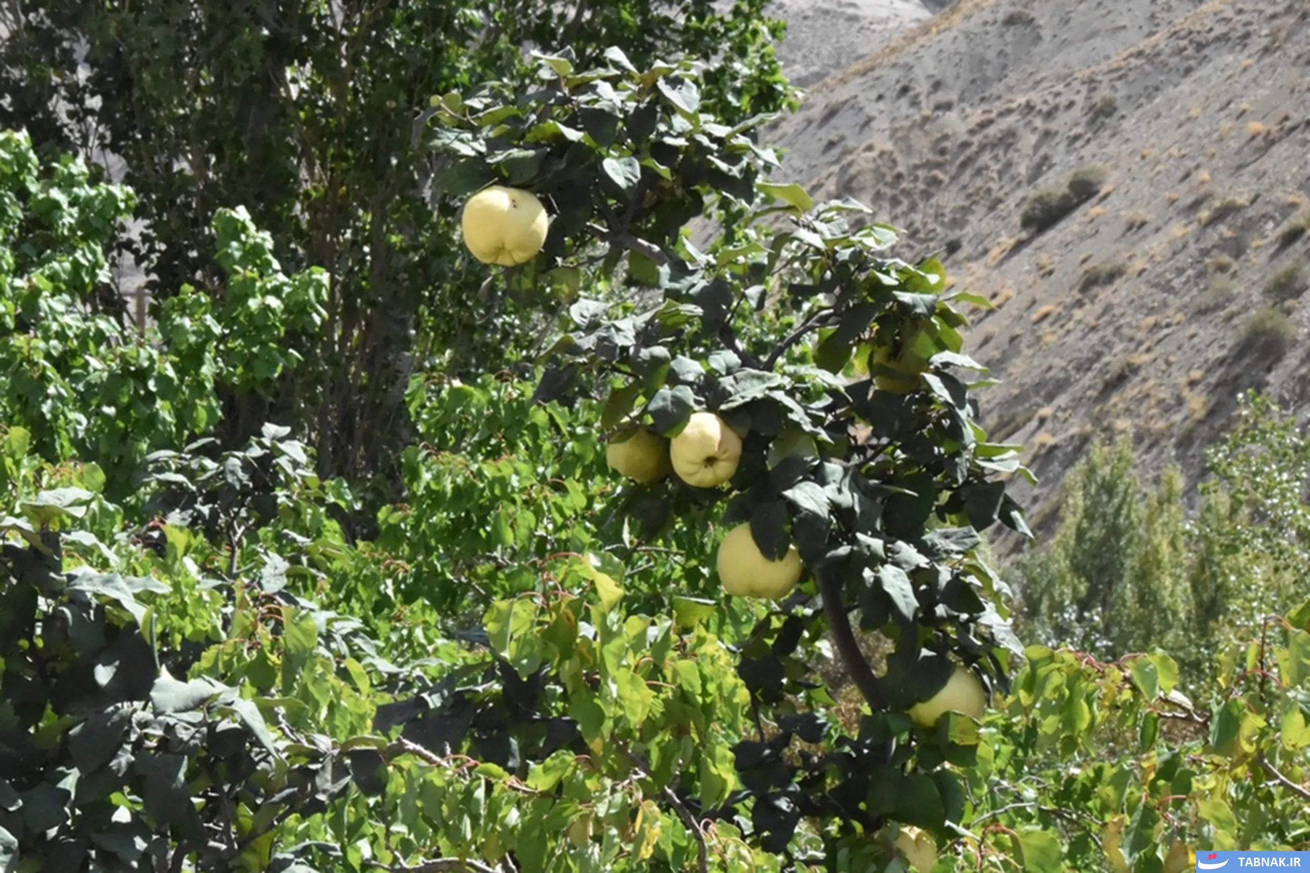 معماری تاریخی جوین