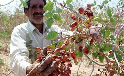 باغدار یزدی در میان باغ پسته آسیبدیده از کمآبی
